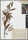 Foto von Salix alba L.
